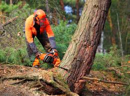 Best Tree Preservation Services  in Walled Lake, MI